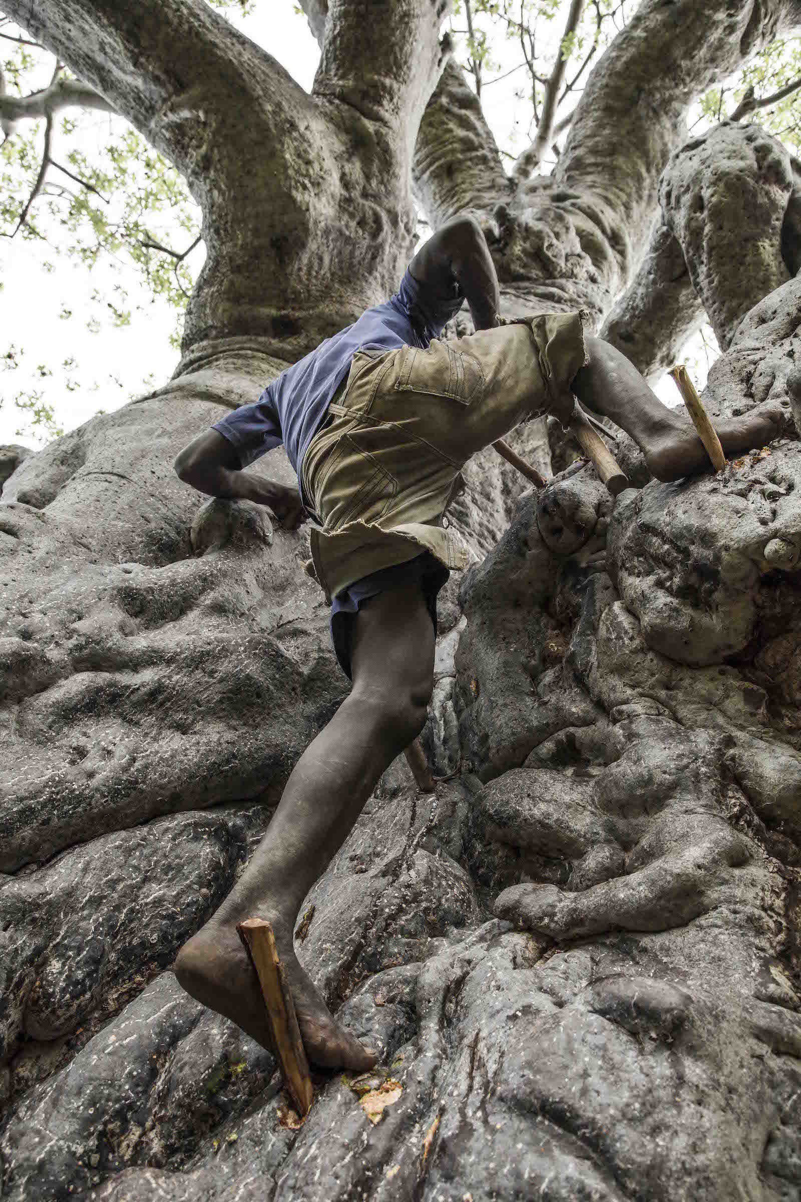 tirage photo en quete de miel chez les hadzabe de tanzanie